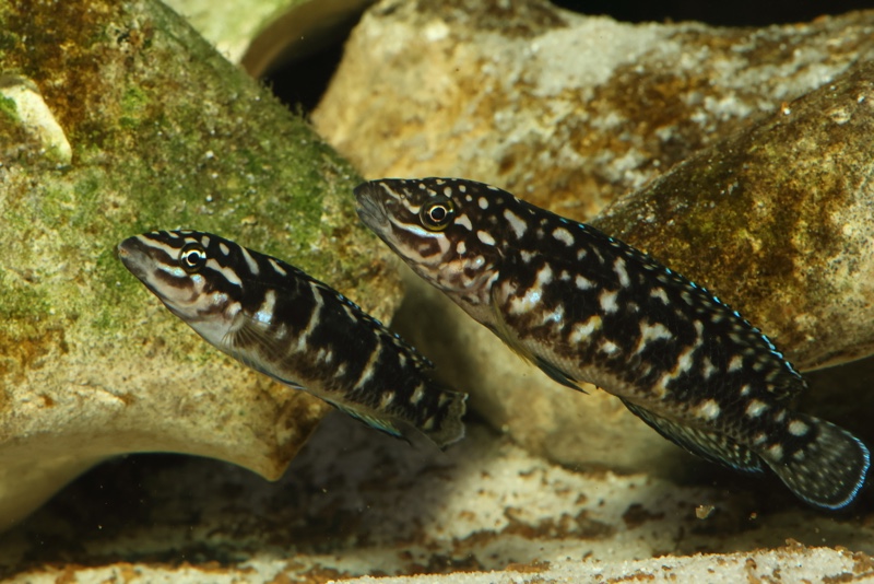 Julidochromis sp. 'transcriptus tanzania' Molwe